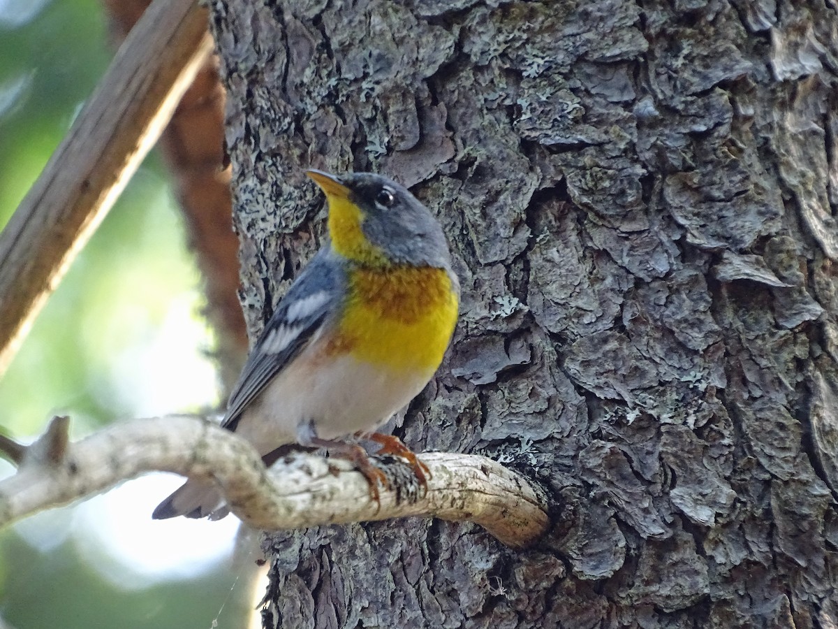 Northern Parula - ML638565443
