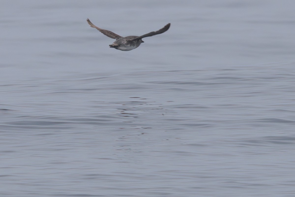 Cassin's Auklet - ML638565457