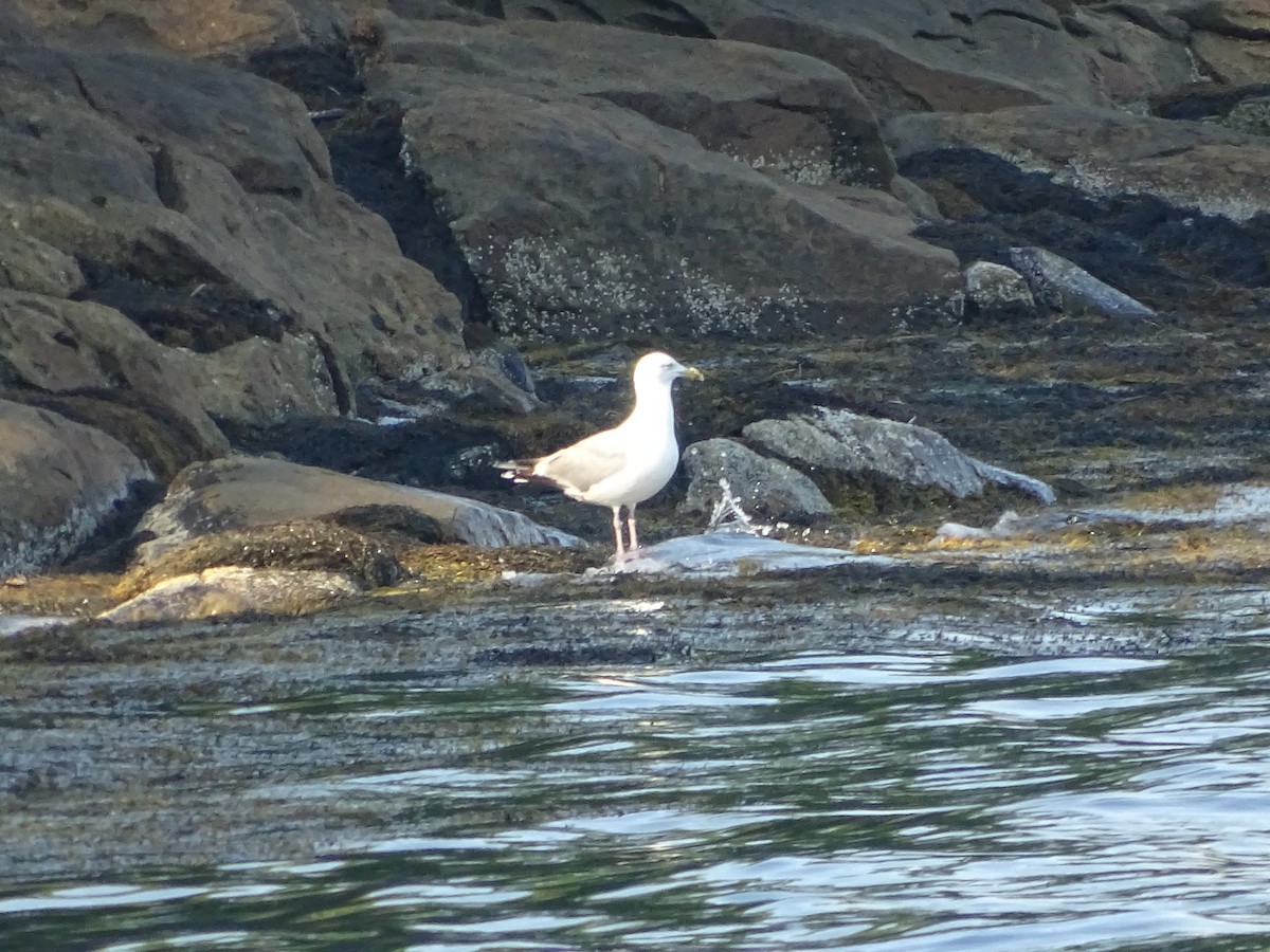 American Herring Gull - ML638565462