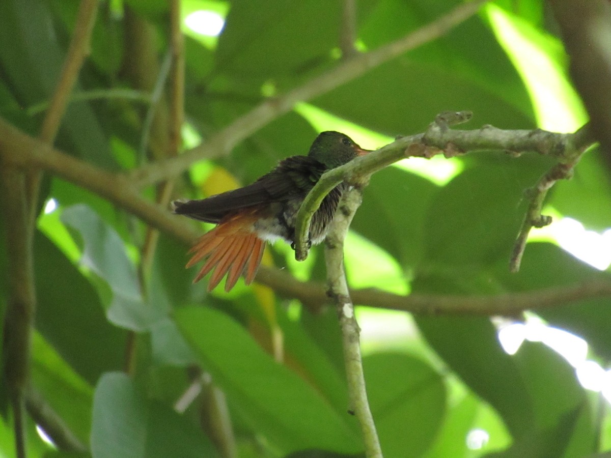 Rufous-tailed Hummingbird - ML638565468
