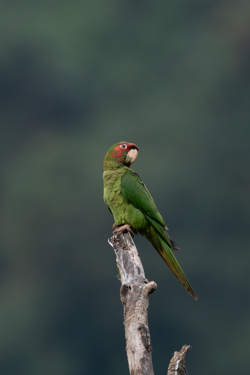 Mitred Parakeet - ML638565470