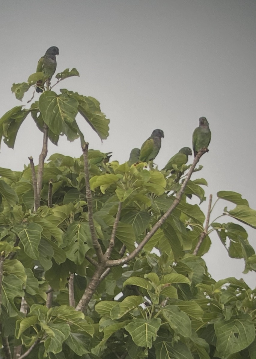Blue-headed Parrot - ML638565496