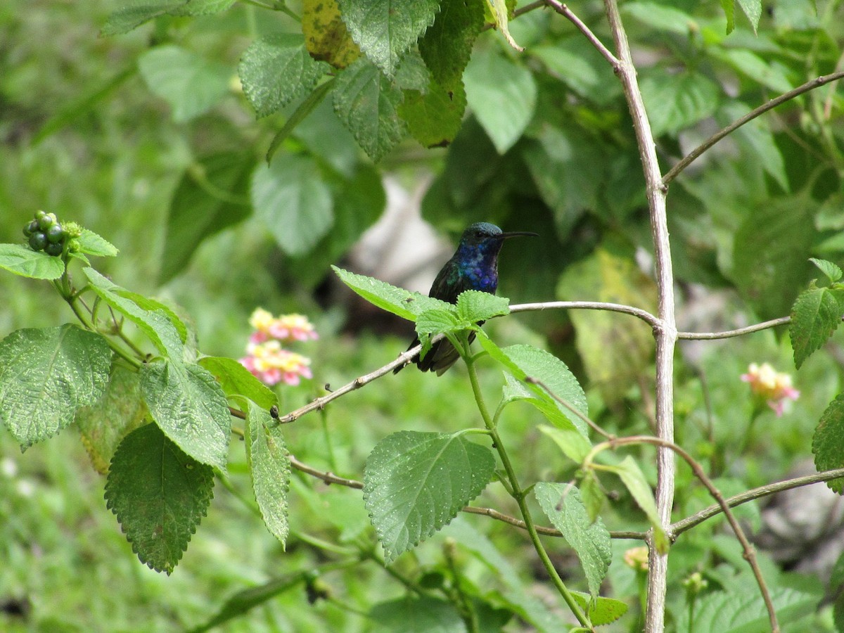 Sapphire-throated Hummingbird - ML638565497