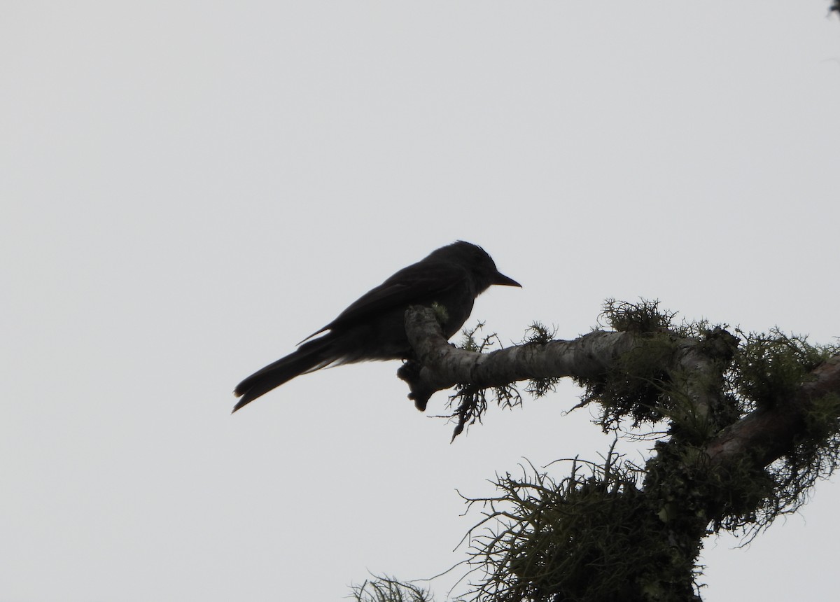 Smoke-colored Pewee - ML638565498