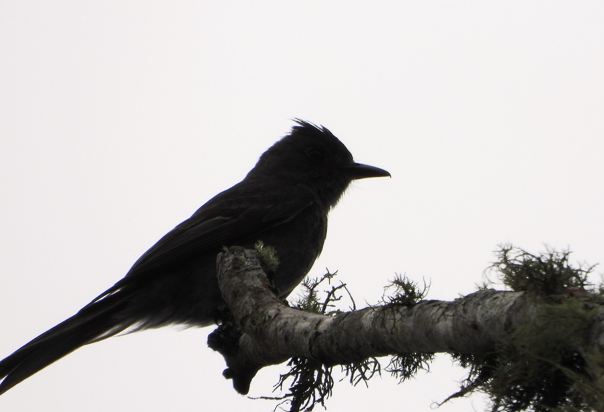 Smoke-colored Pewee - ML638565499