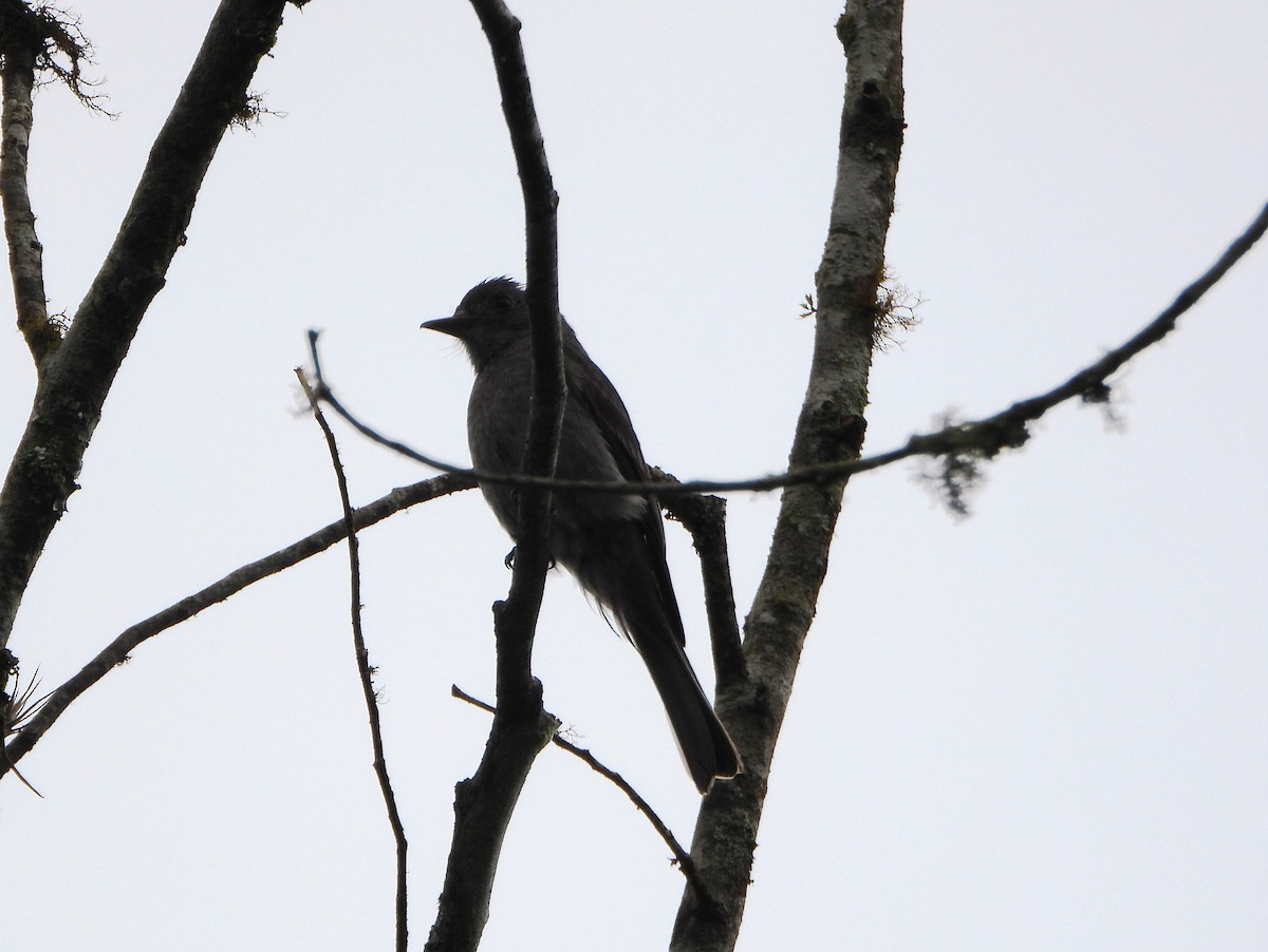 Smoke-colored Pewee - ML638565500