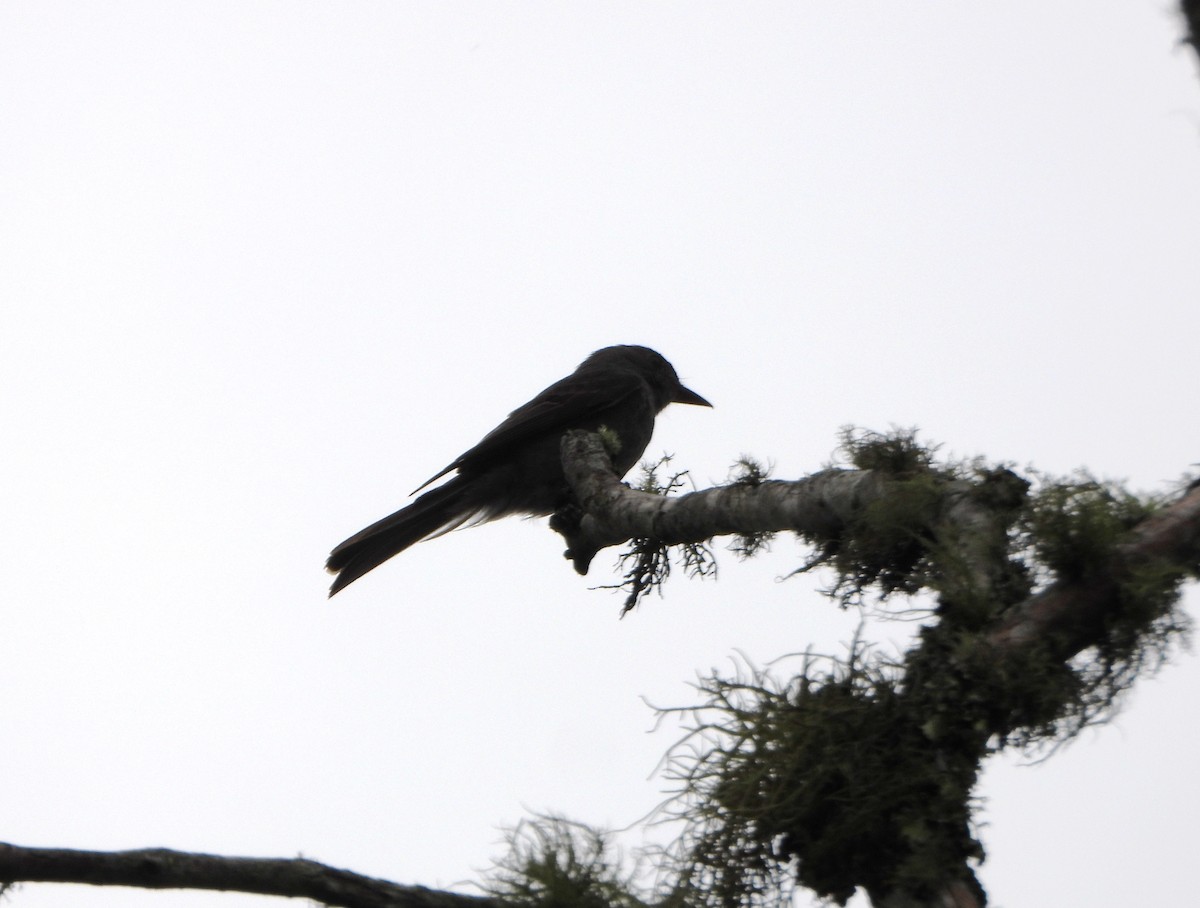 Smoke-colored Pewee - ML638565501