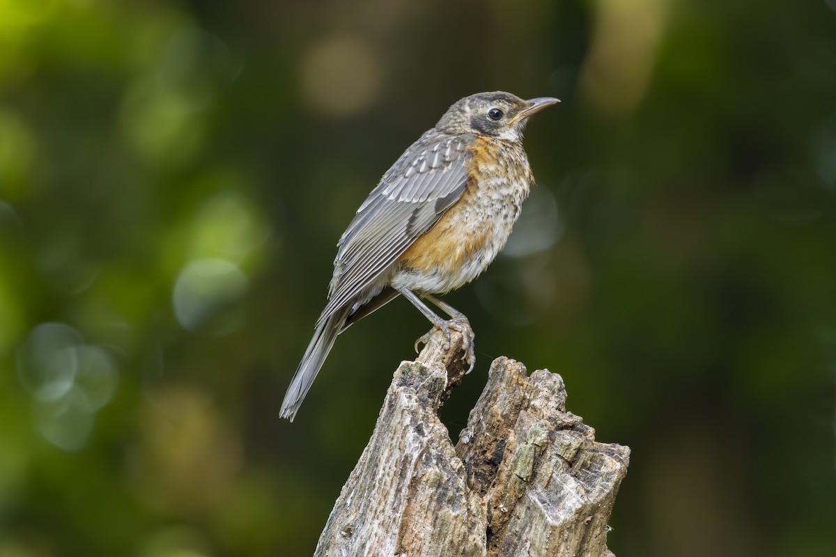 American Robin - ML638565512