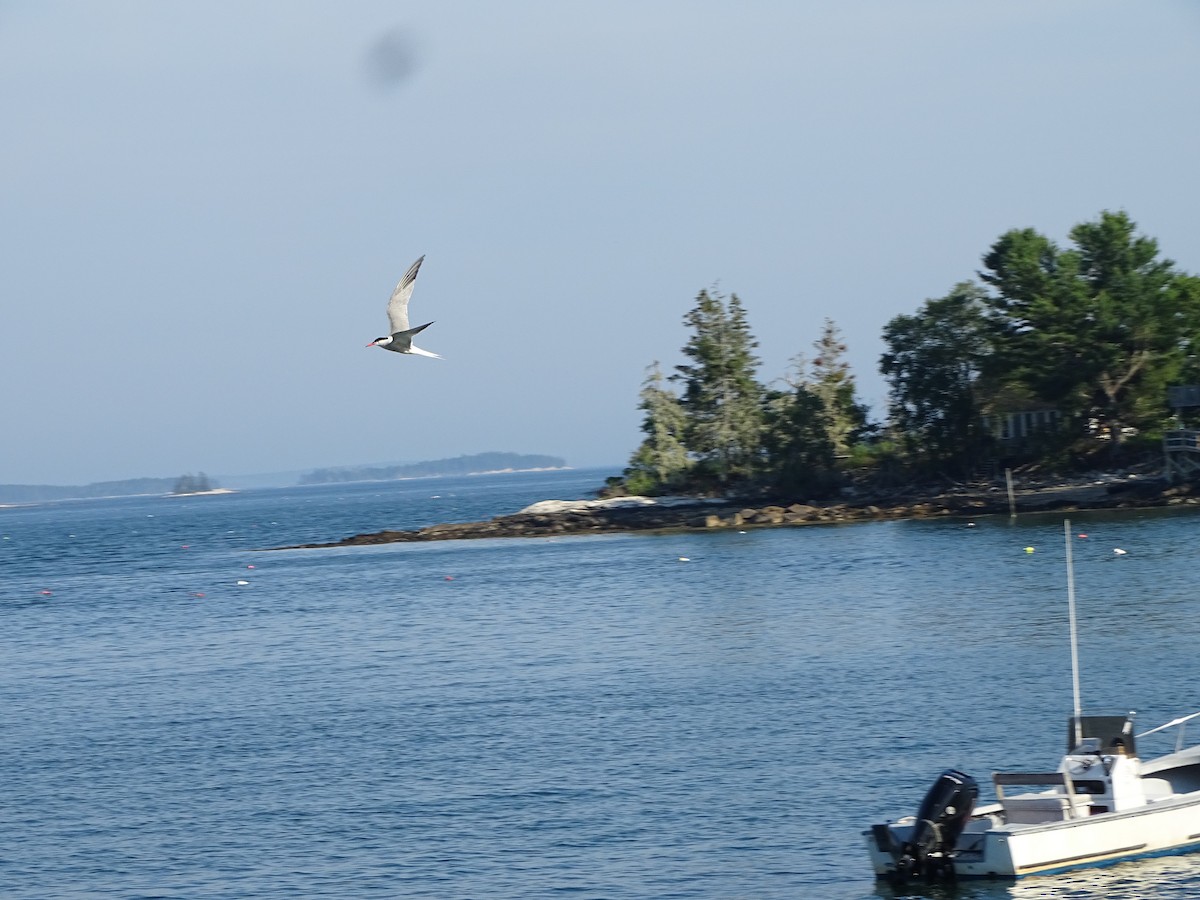 Эгэл хараалай - ML638565514