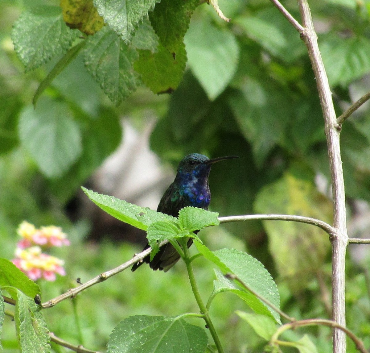 Sapphire-throated Hummingbird - ML638565517