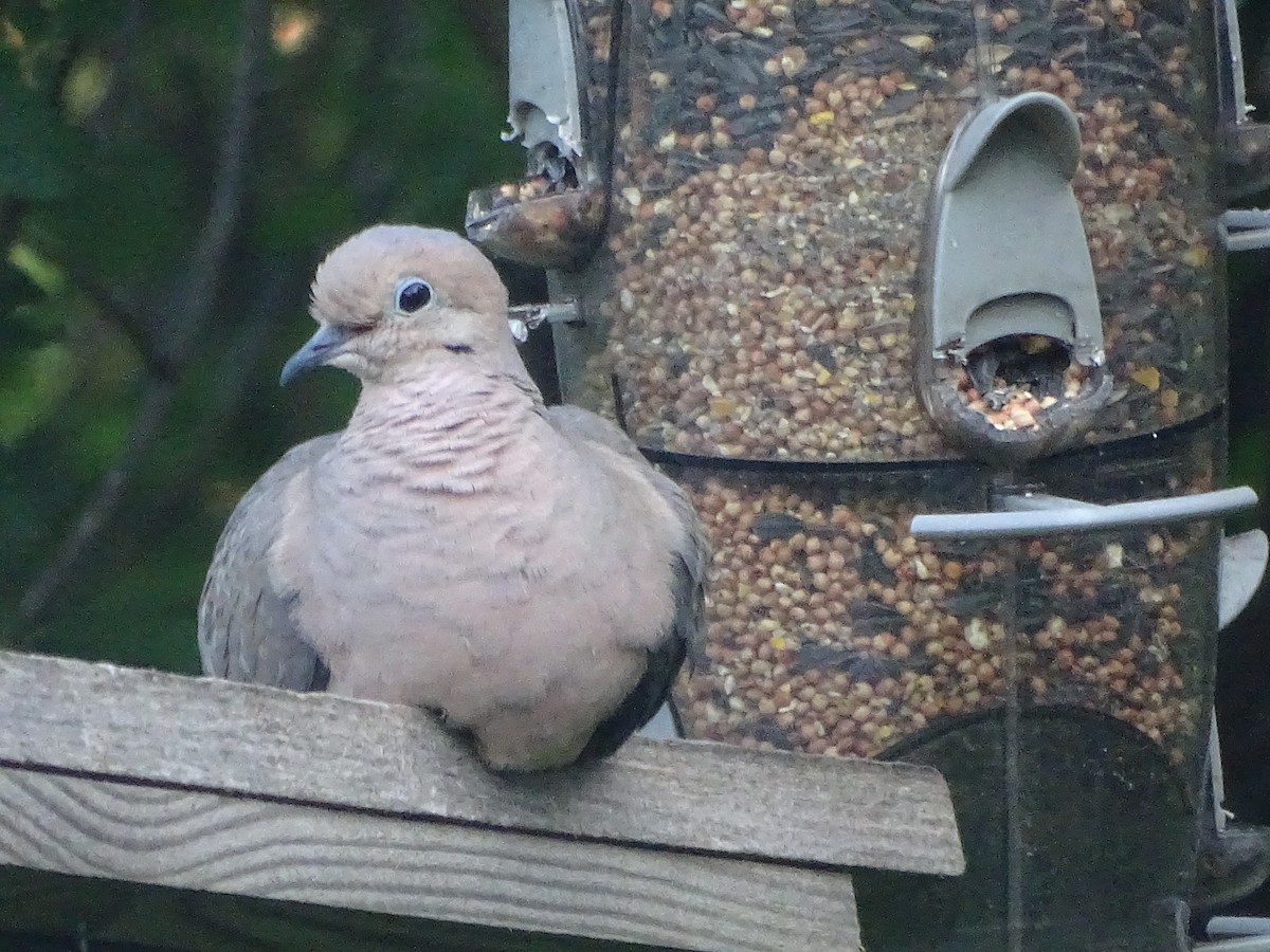 Mourning Dove - ML638565531