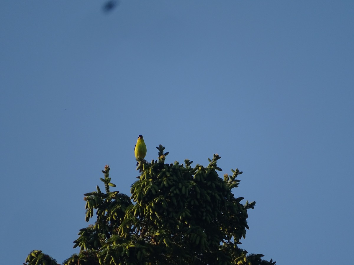 gulstillits - ML638565547