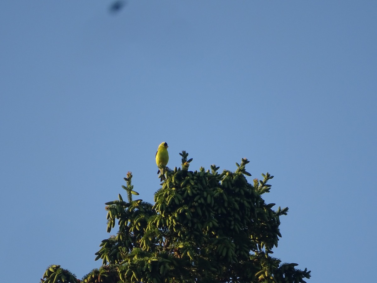 gulstillits - ML638565552