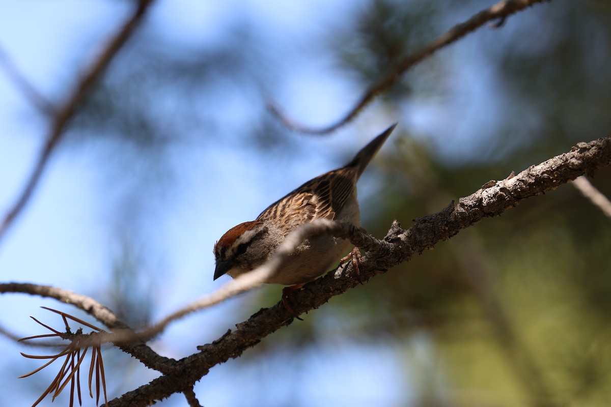 Chipping Sparrow - ML638565570