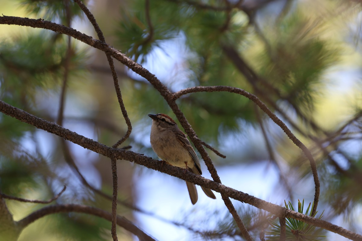 Chipping Sparrow - ML638565571