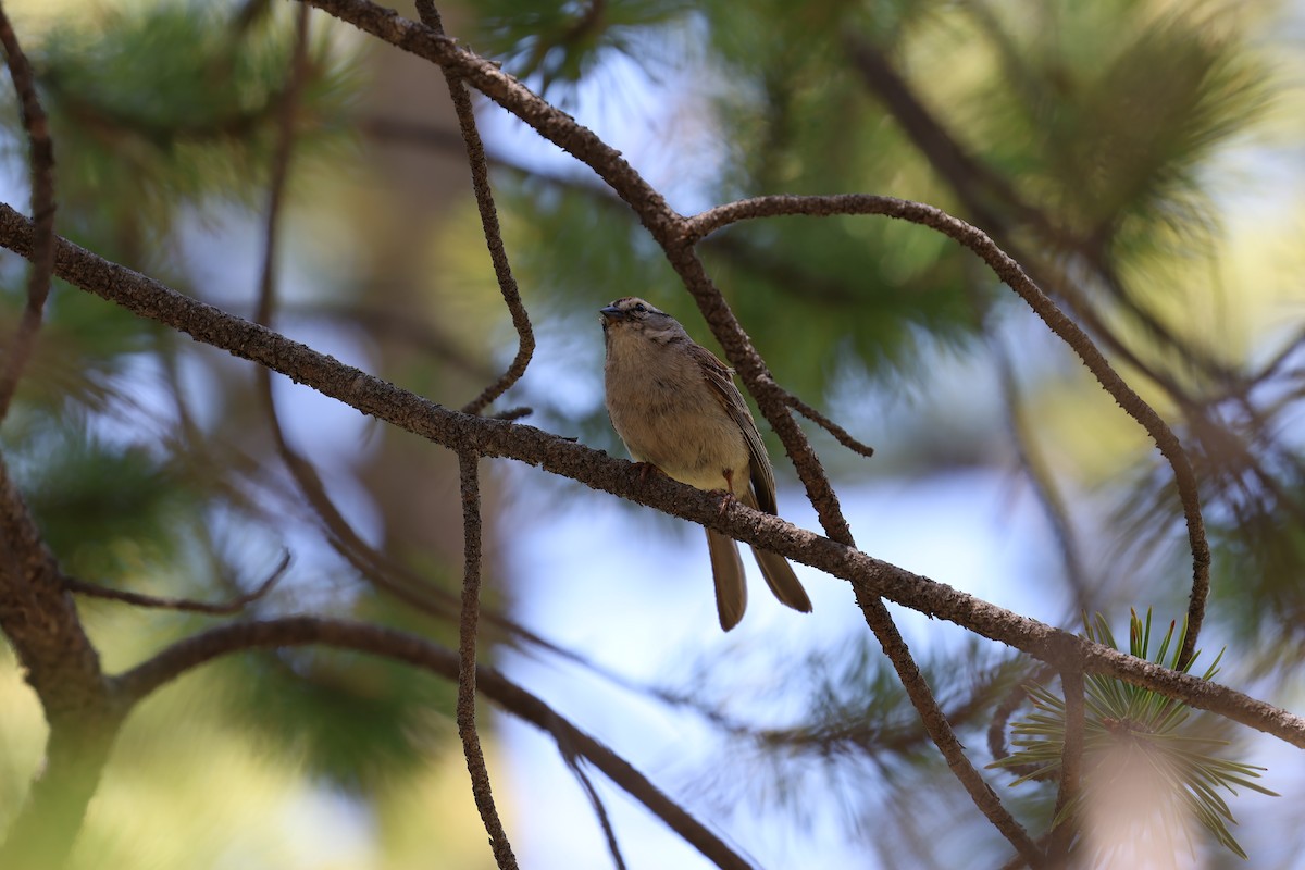 Chipping Sparrow - ML638565572