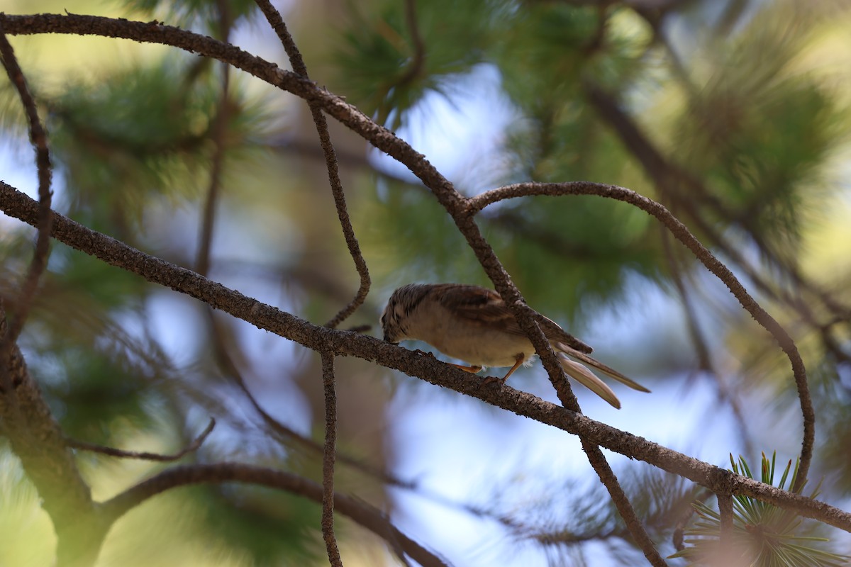 Chipping Sparrow - ML638565575