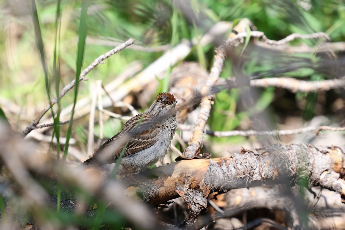 Chipping Sparrow - ML638565579