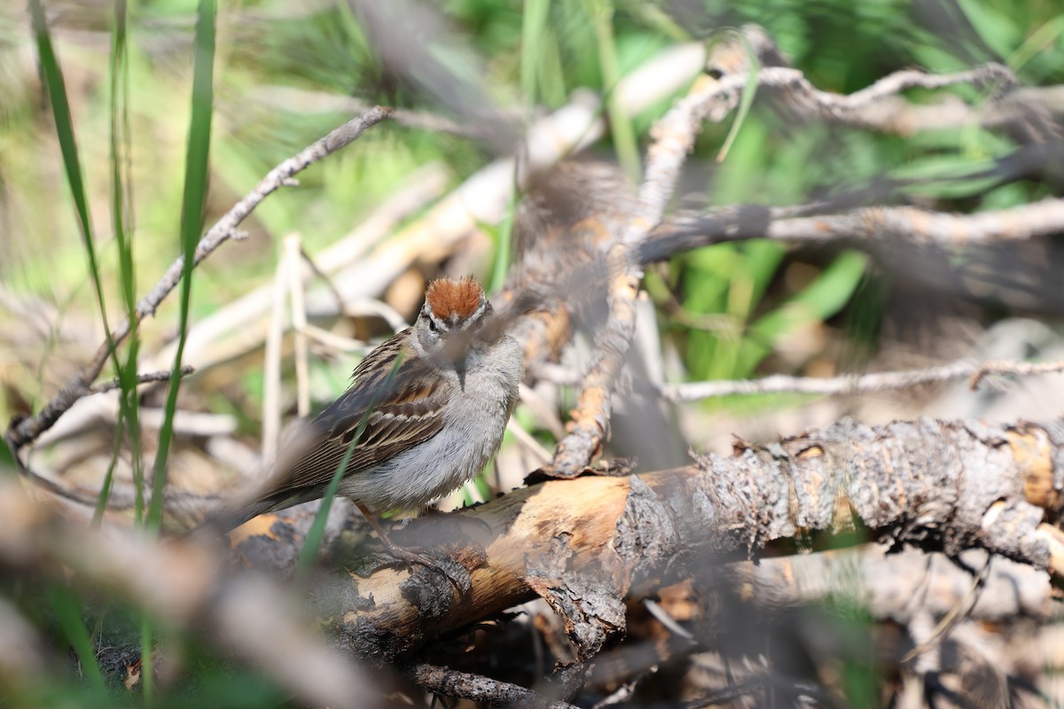 Chipping Sparrow - ML638565580