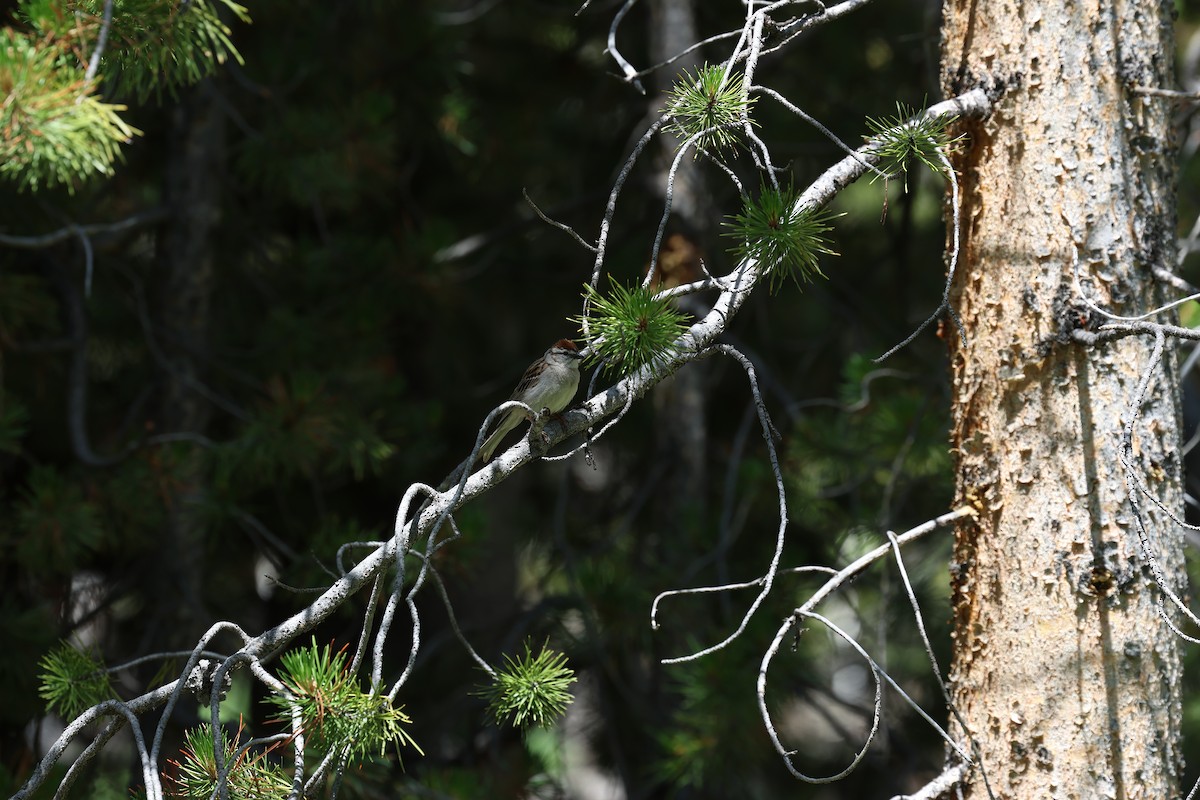 Chipping Sparrow - ML638565583