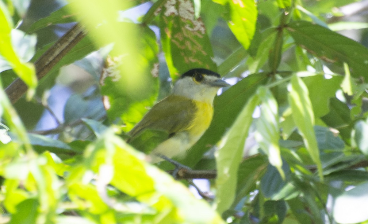 Green-backed Becard (Green-backed) - ML638565592