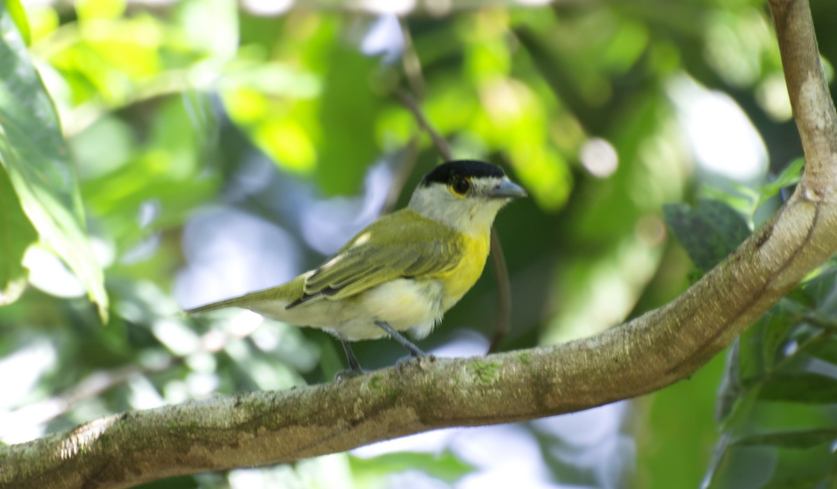 Green-backed Becard (Green-backed) - ML638565593