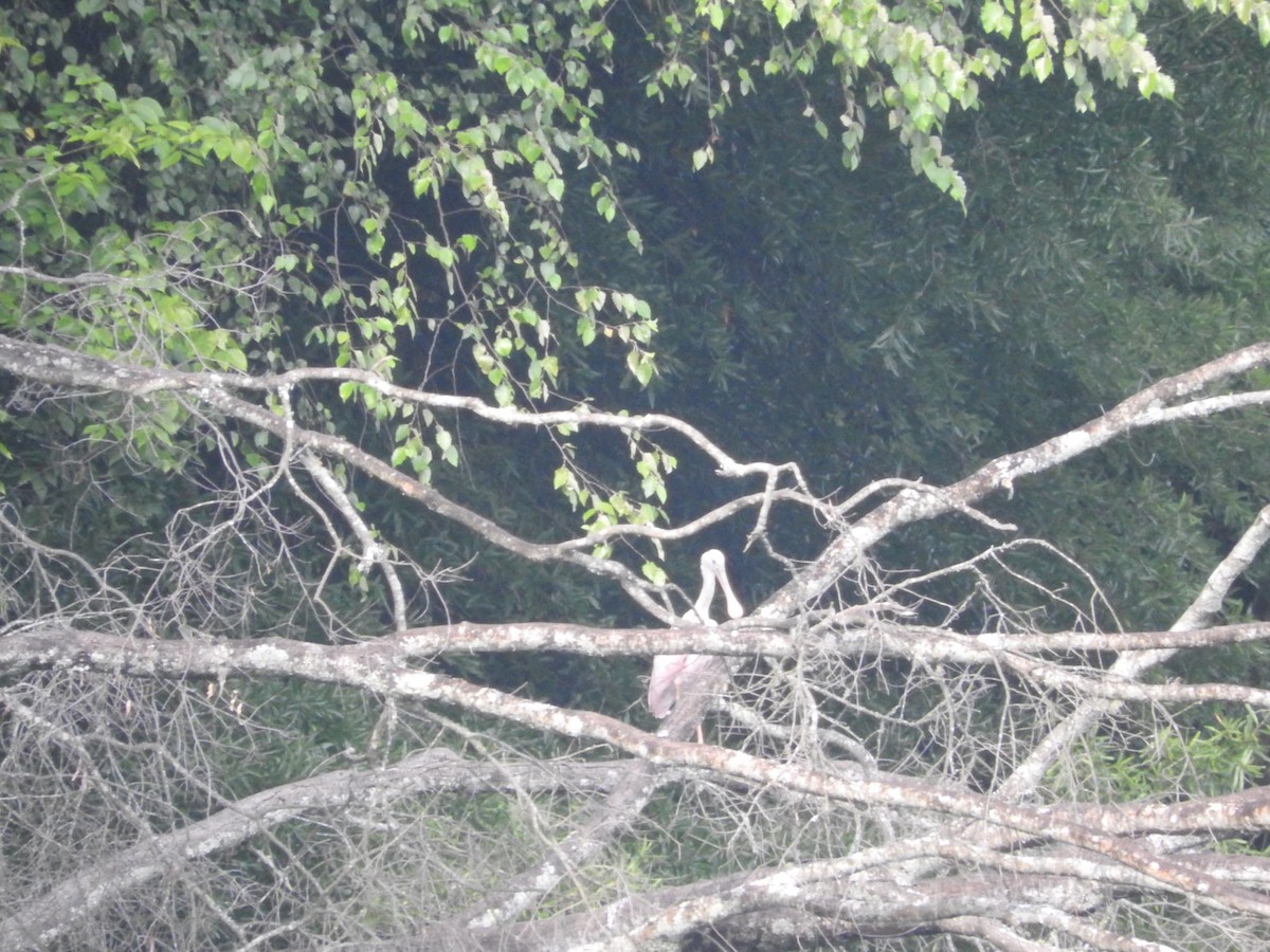 Roseate Spoonbill - ML638565609