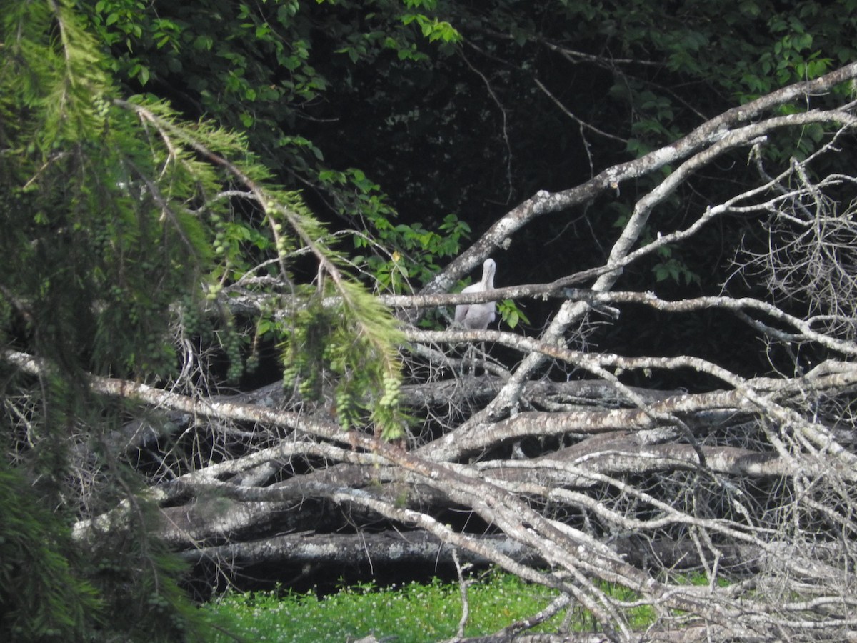 Roseate Spoonbill - ML638565610