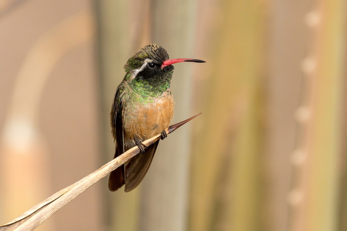 Xantus's Hummingbird - ML638565616
