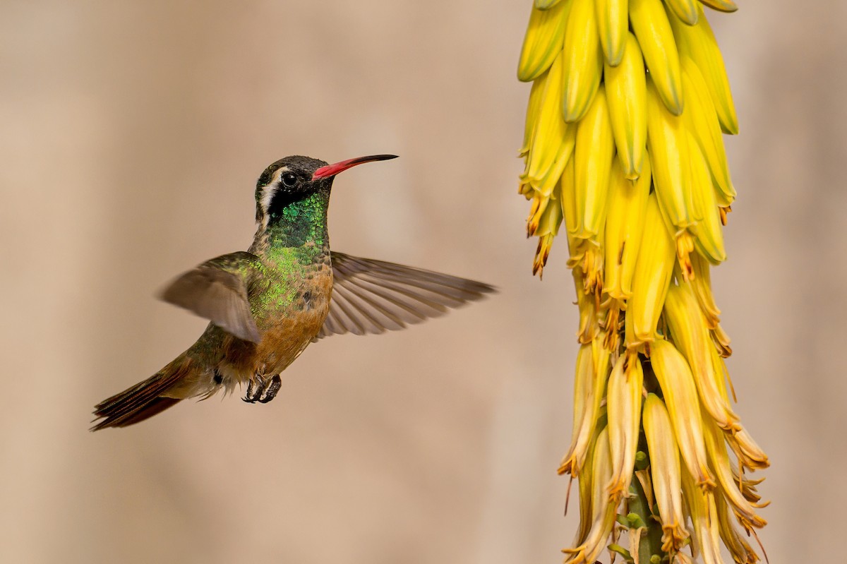 Xantus's Hummingbird - ML638565617