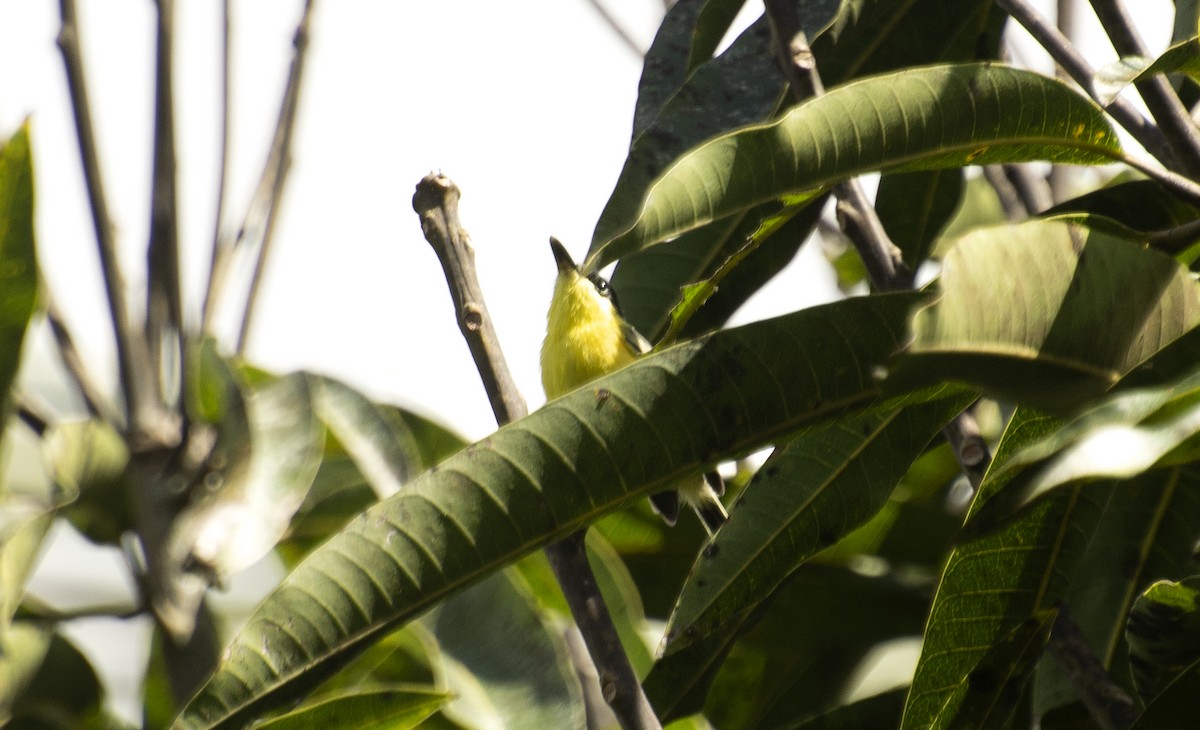Common Tody-Flycatcher - ML638565632