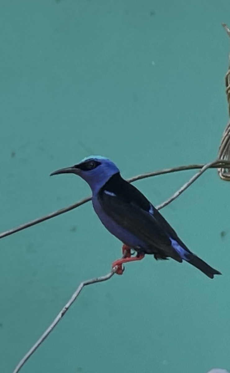 Red-legged Honeycreeper - ML638565641