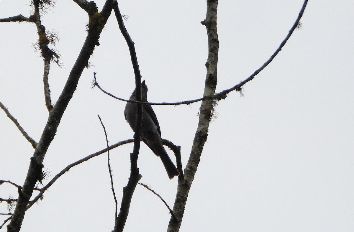 Smoke-colored Pewee - ML638565657