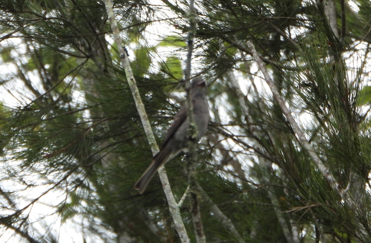 Smoke-colored Pewee - ML638565658