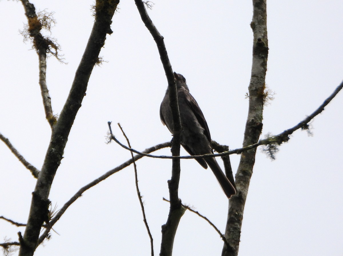 Smoke-colored Pewee - ML638565660