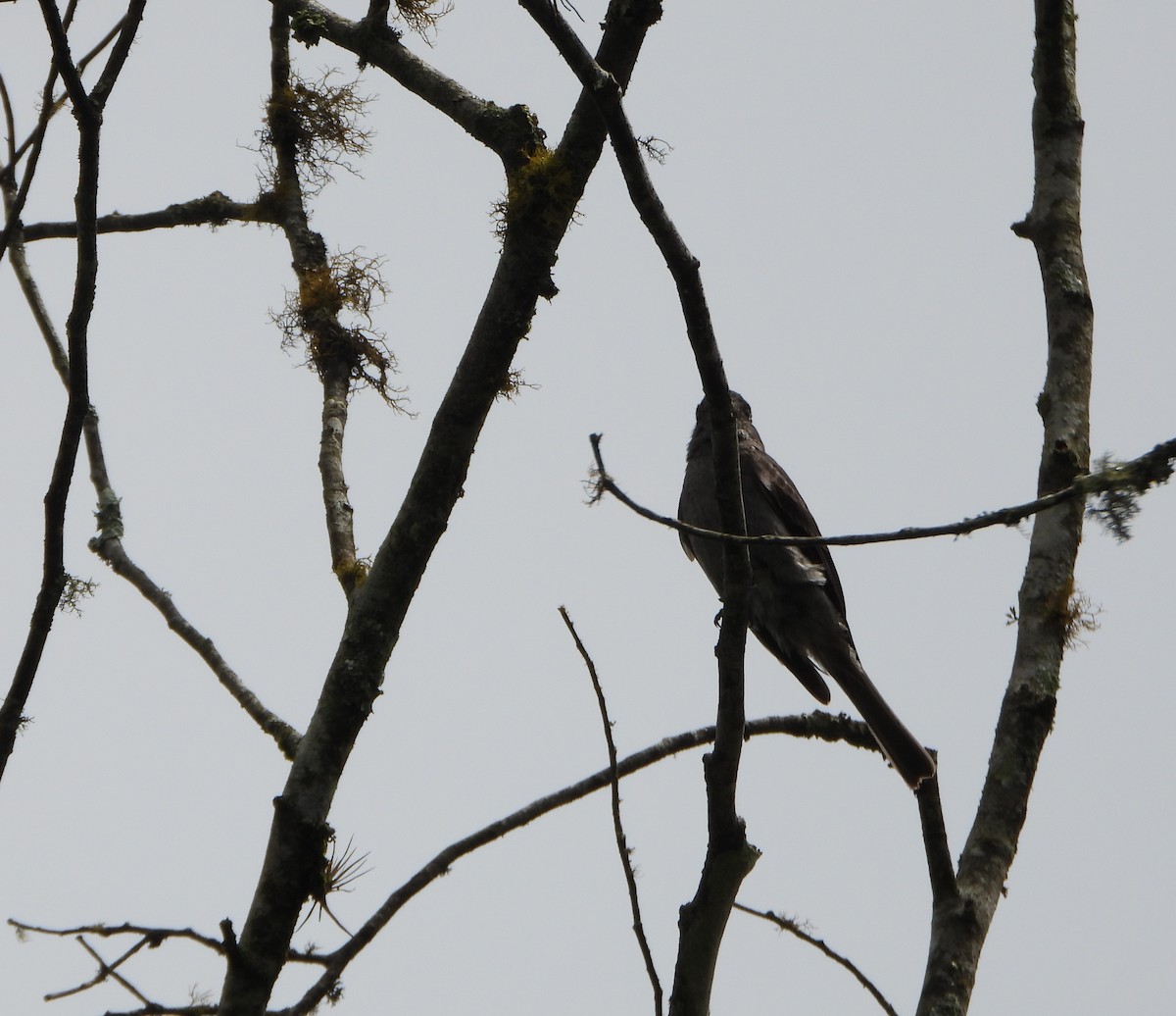 Smoke-colored Pewee - ML638565661