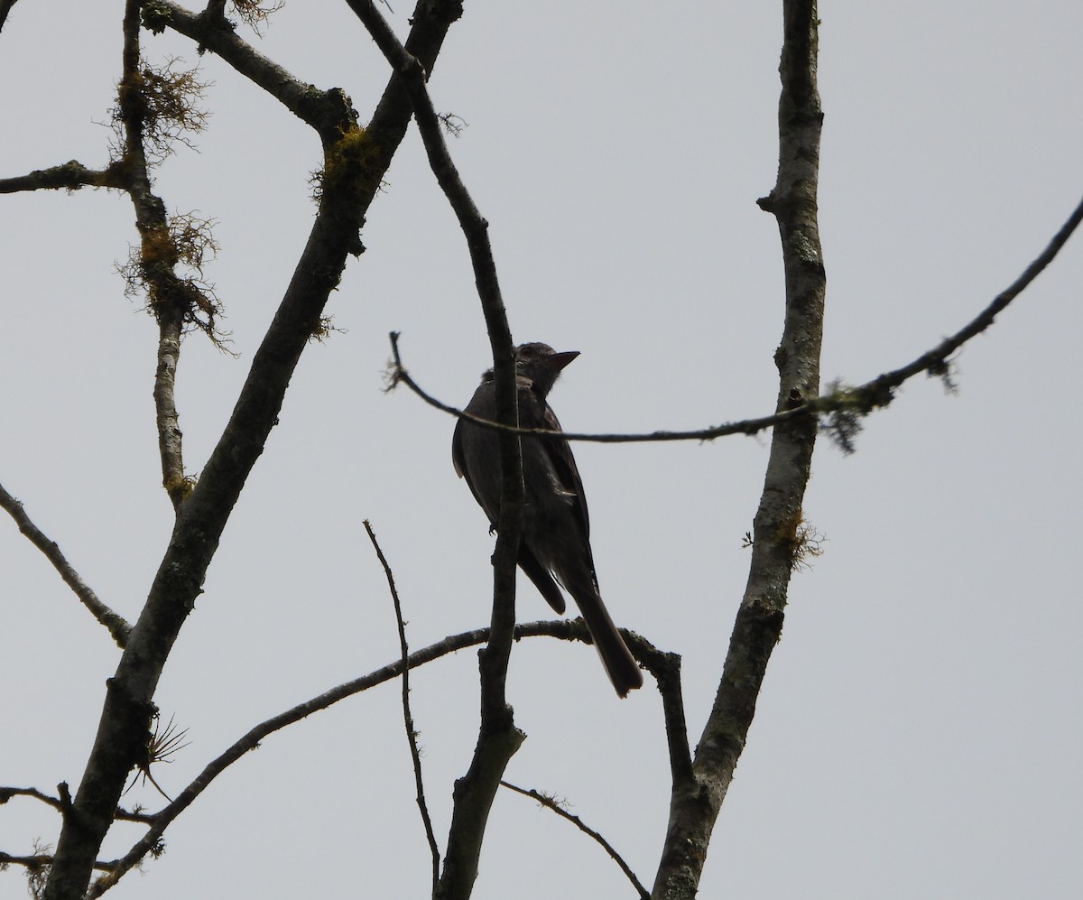 Smoke-colored Pewee - ML638565662