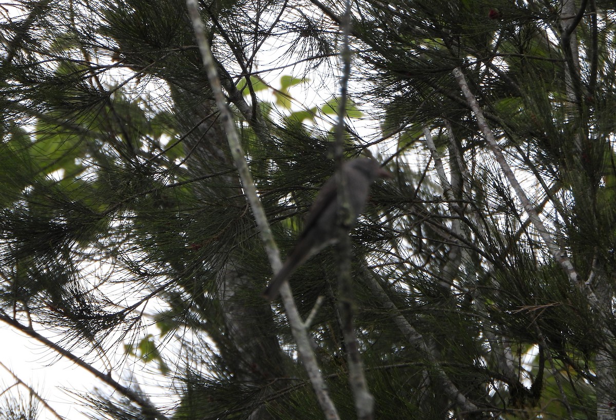 Smoke-colored Pewee - ML638565677