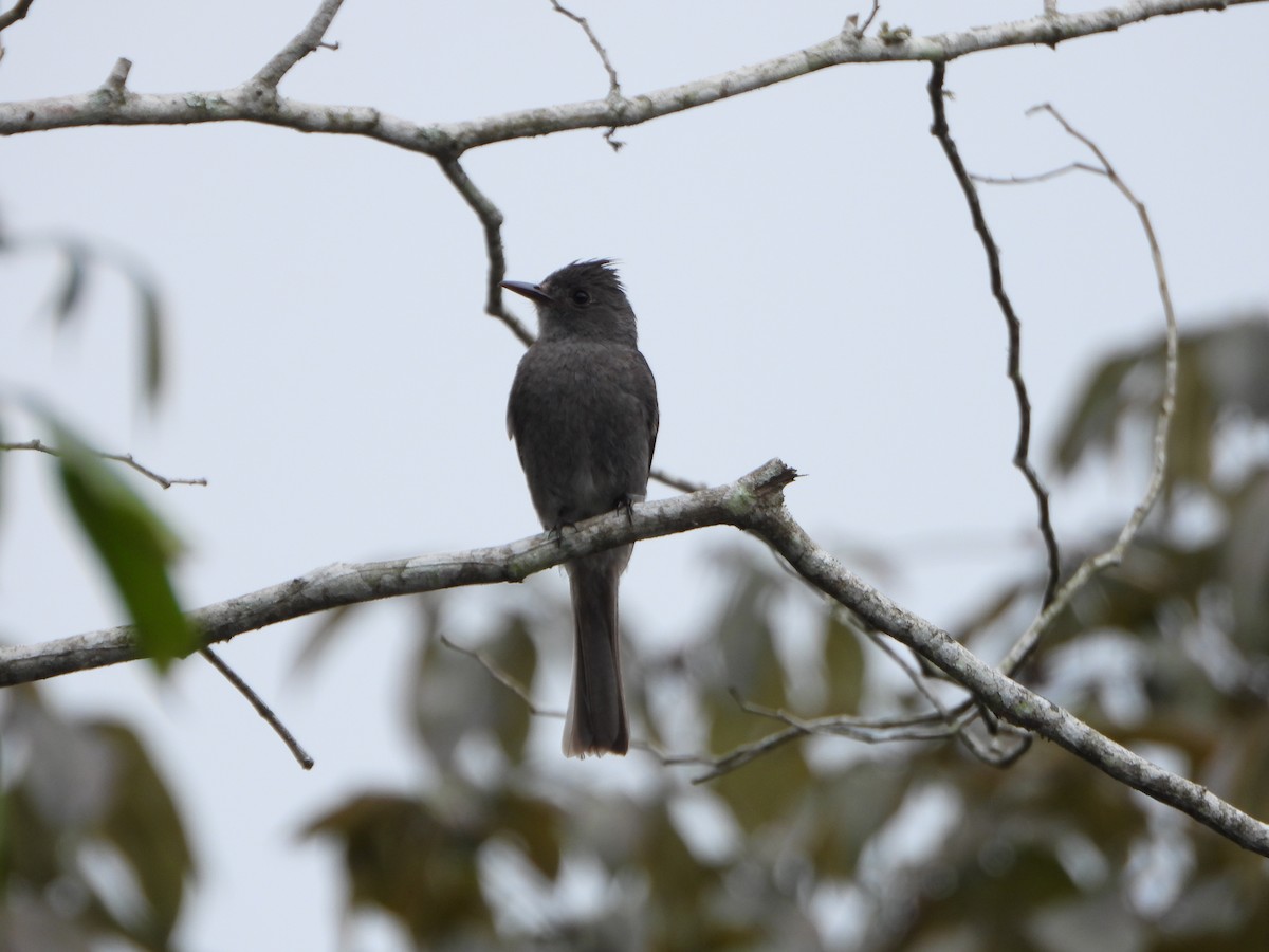 Smoke-colored Pewee - ML638565678