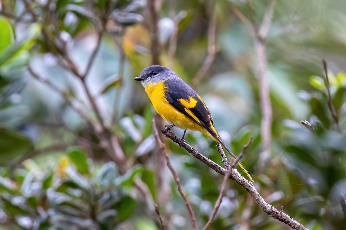 Gray-chinned Minivet - ML638565683