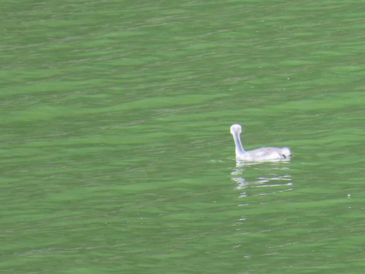 Western Grebe - ML638565689