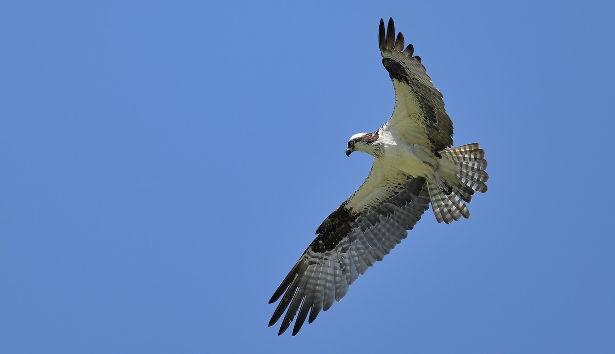 Osprey - ML638565702