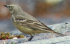 American Pipit - ML638565703