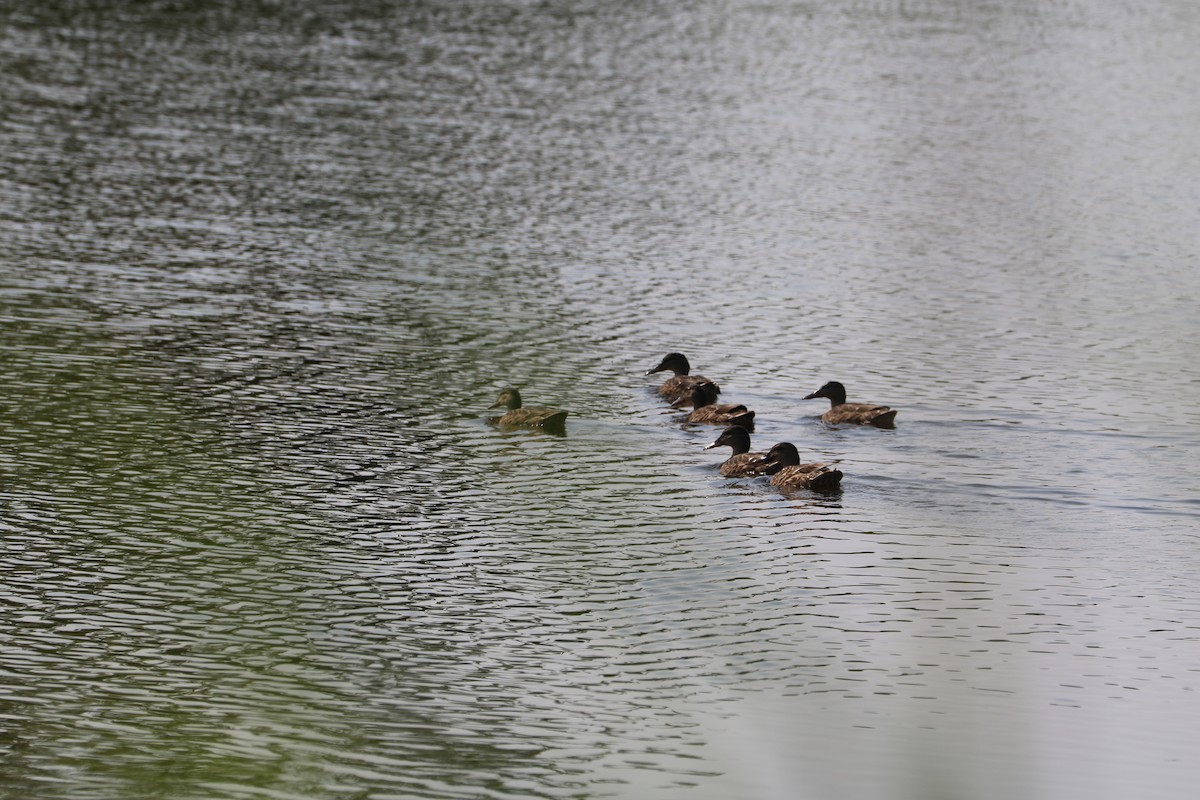 American Black Duck - ML638565714