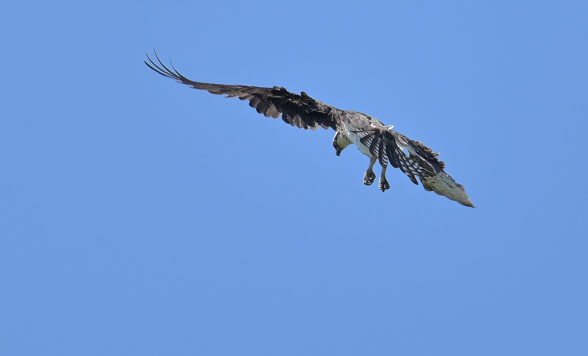 Osprey - ML638565716