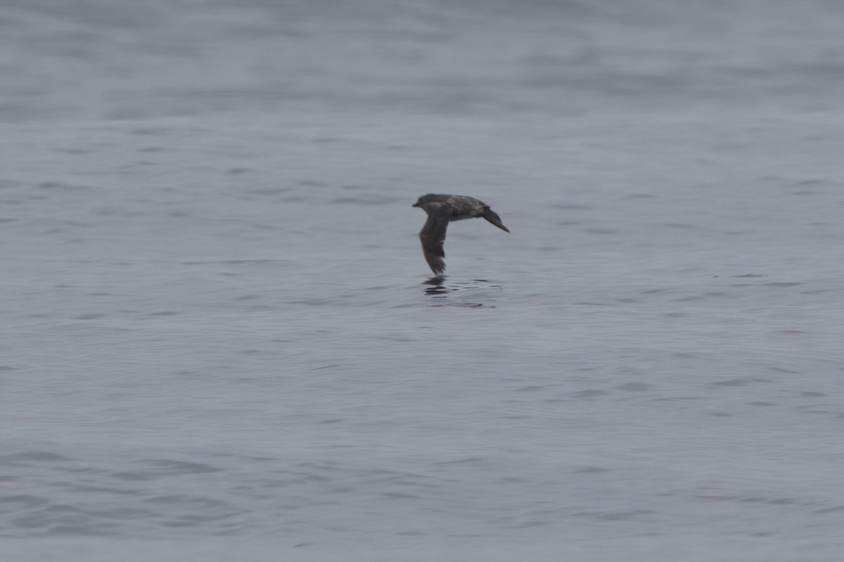 Cassin's Auklet - ML638565717
