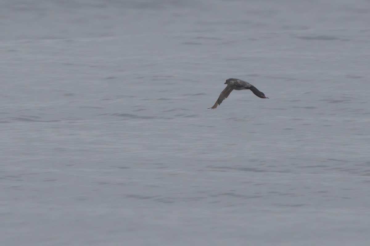 Cassin's Auklet - ML638565718