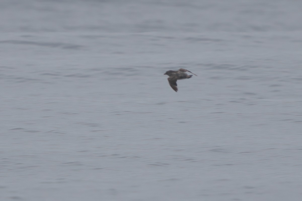 Cassin's Auklet - ML638565720