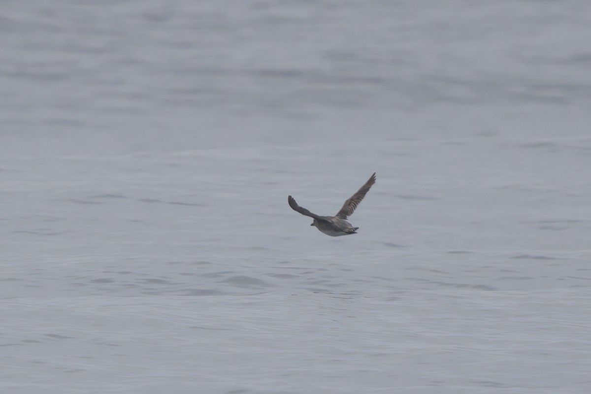 Cassin's Auklet - ML638565721