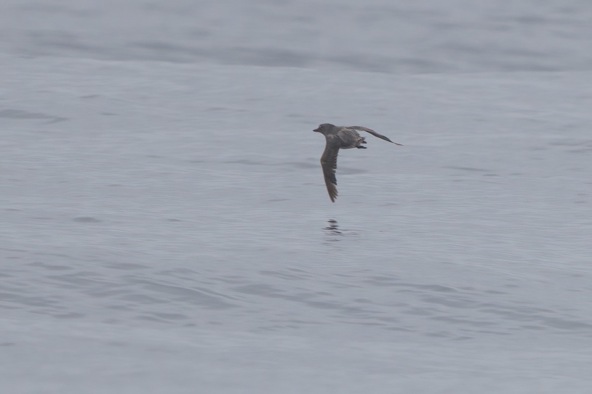 Cassin's Auklet - ML638565722
